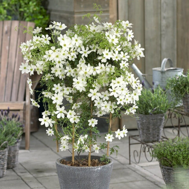 Clematis 'Avalanche' Climbing Plants