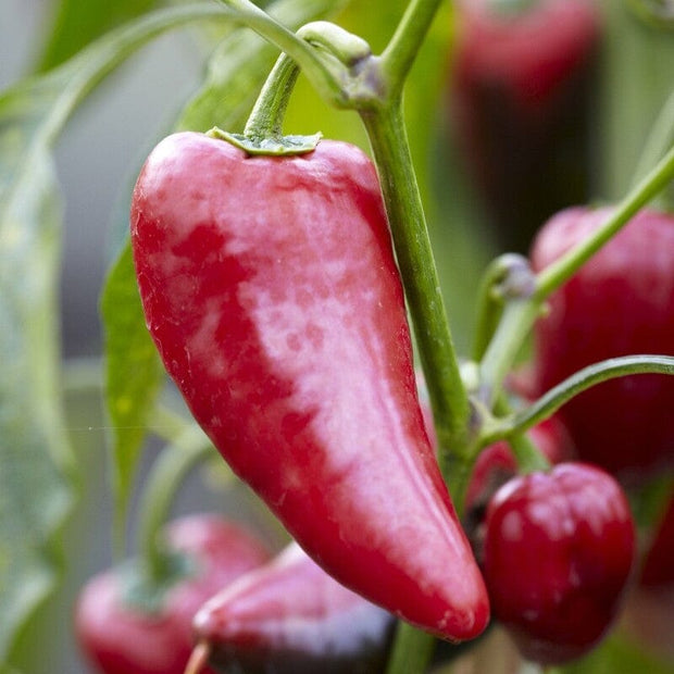'Big Devil' Grafted Chilli Pepper Plant Vegetables