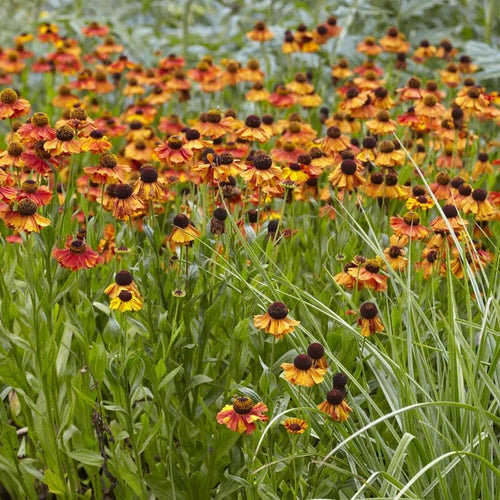Sneezeweed | Helenium 'Sahin's Early Flowerer' Perennial Bedding