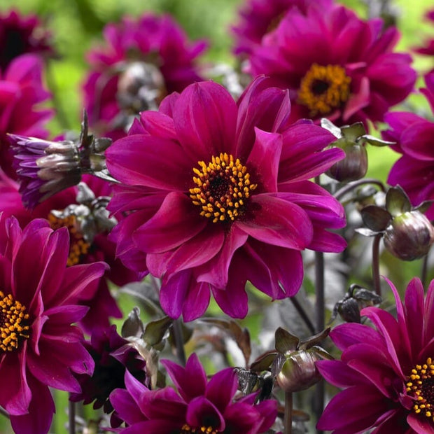 Dahlia 'Bishop of Canterbury' Perennial Bedding
