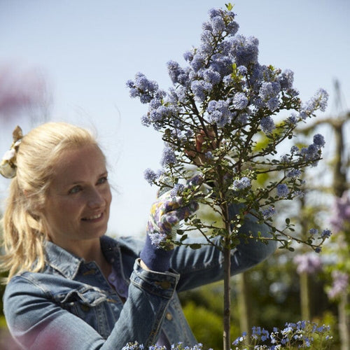 Patio Ceanothus Tree | Ceanothus thrysiflorus 'Repens' Shrubs