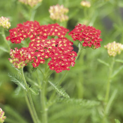 Achillea 'Desert Eve Red' Shrubs
