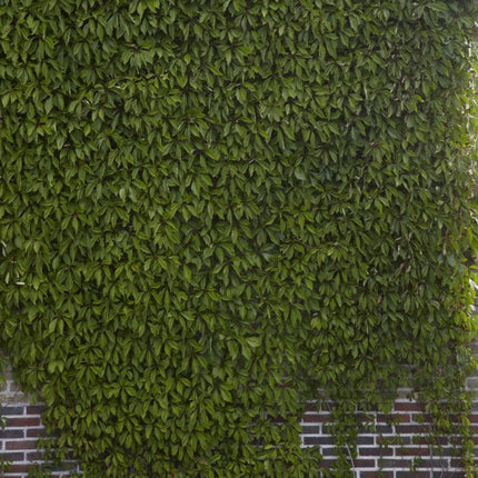 Virginia Creeper | Parthenocissus quinquefolia Climbing Plants