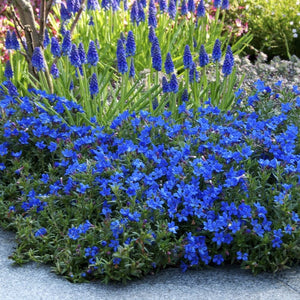 Lithodora diffusa 'Heavenly Blue' Perennial Bedding