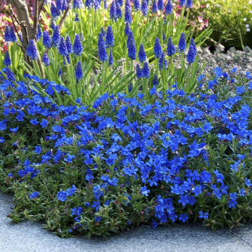 Lithodora diffusa 'Heavenly Blue' Perennial Bedding