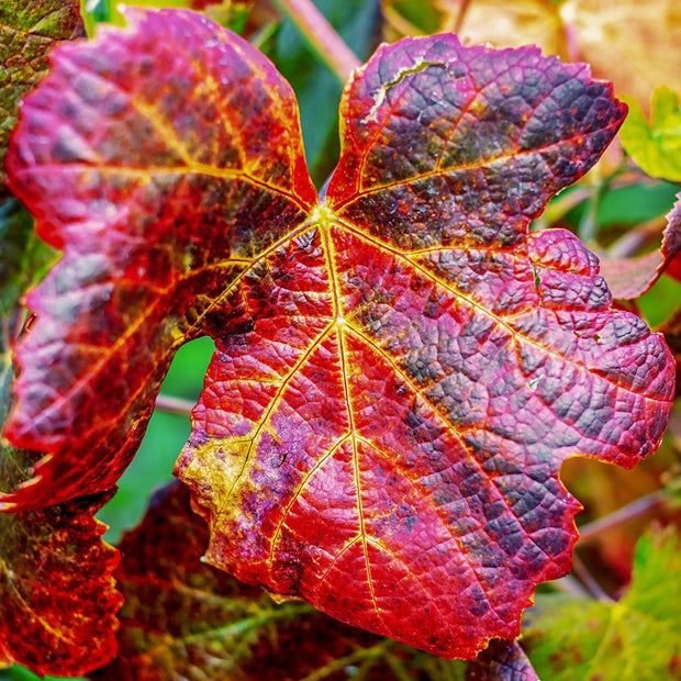 Ornamental Grape Vine | Vitis 'Brant' Climbing Plants