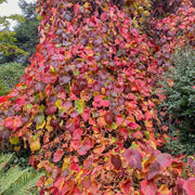 Crimson Glory Vine | Vitis coignetiae Climbing Plants