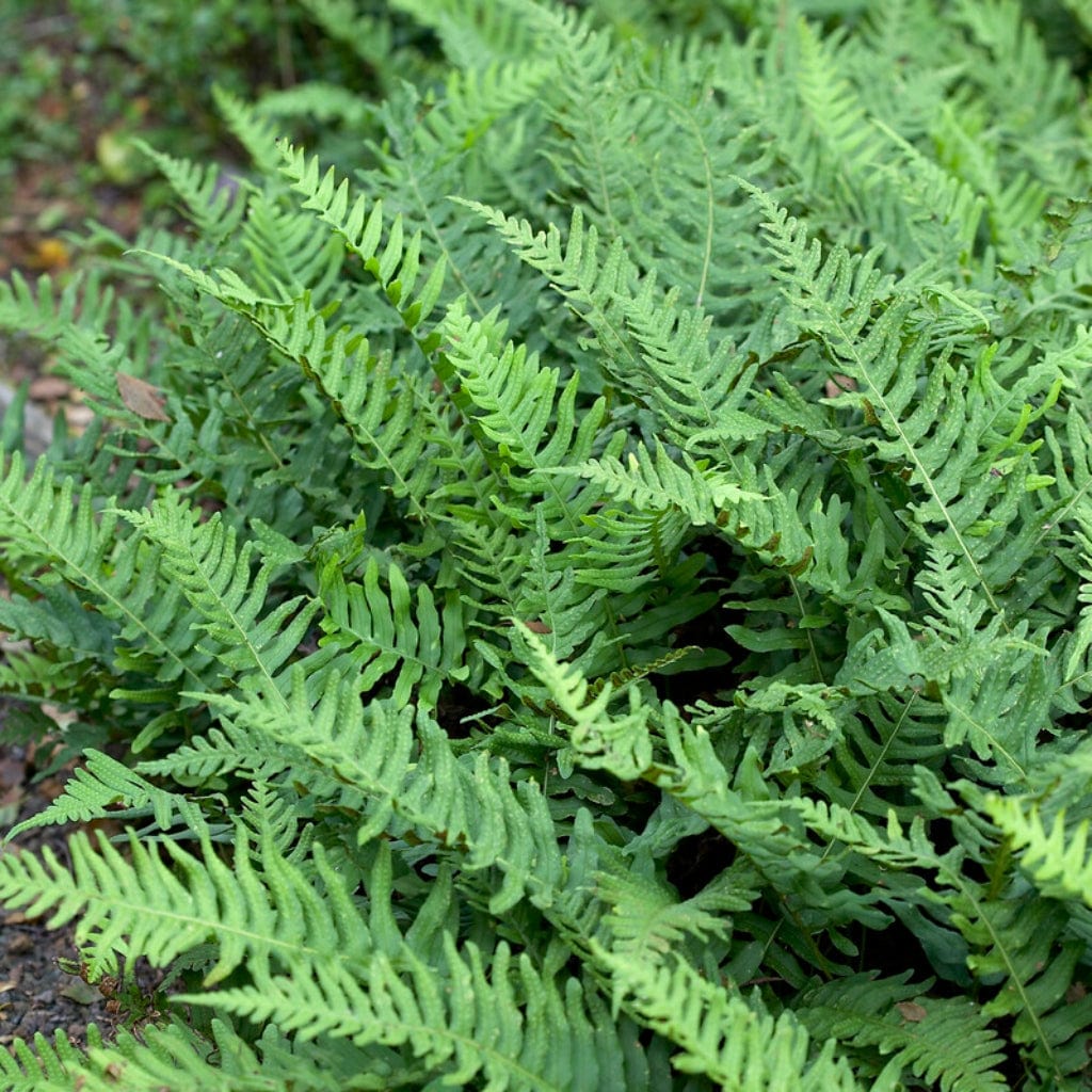 Native Evergreen Fern | Polypodium vulgare