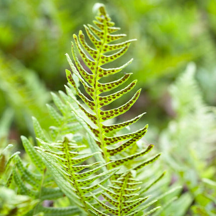Common Polypodium Fern | Polypodium vulgare Perennial Bedding