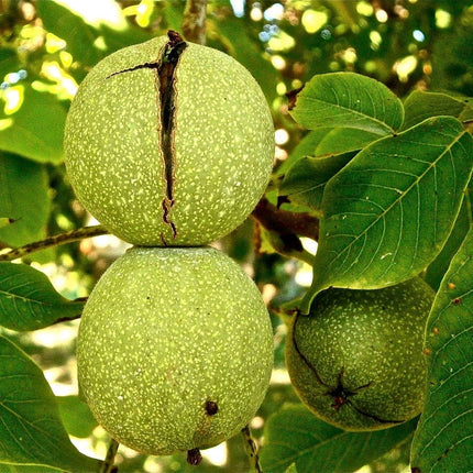 'Broadview' Walnut Tree Fruit Trees
