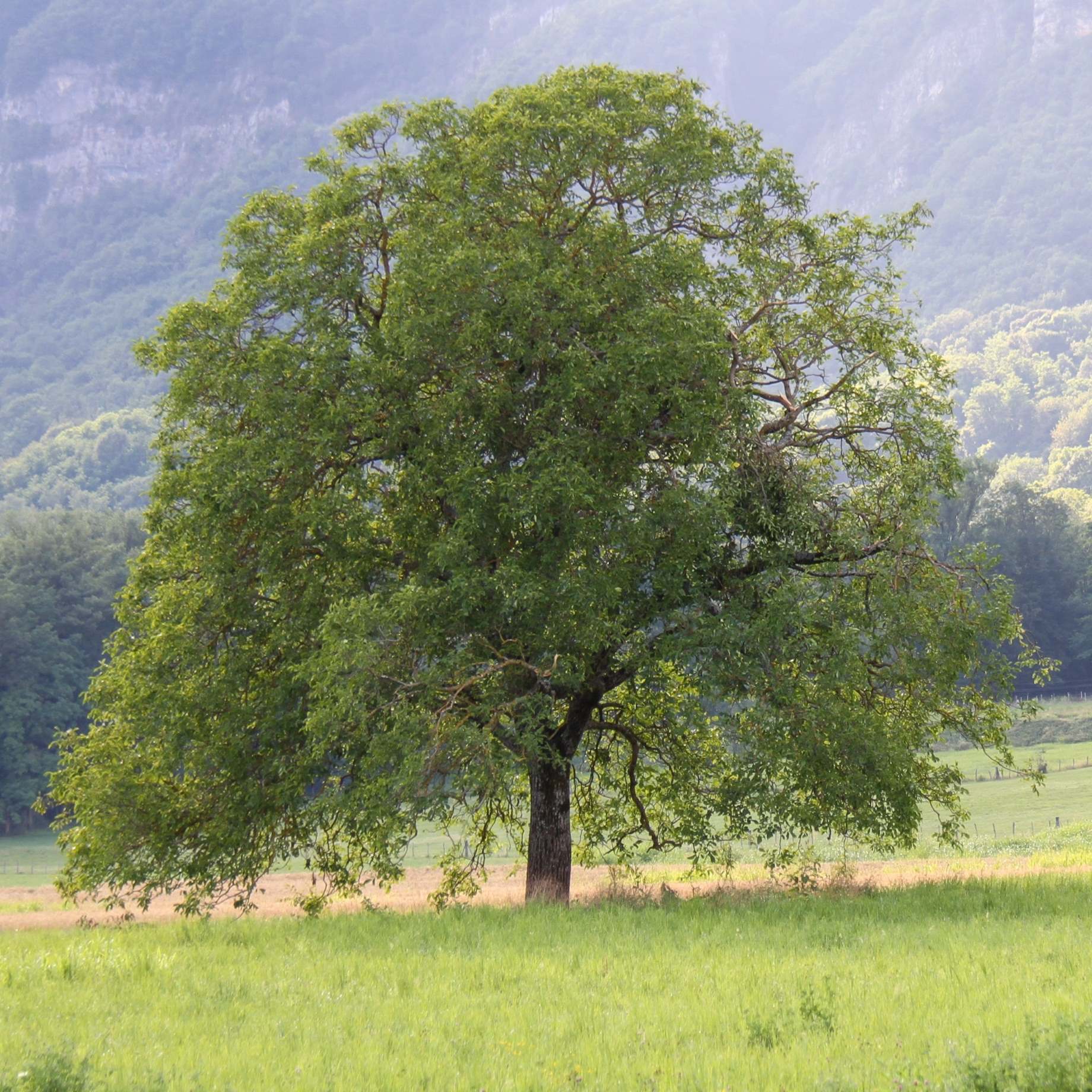 Small Nut Tree Nut Trees: UK Grown, Hardy and Sustainable – Roots Plants