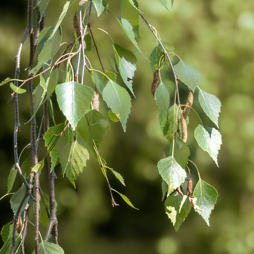 Weeping Silver Birch Tree | Betula pendula 'Youngii' Ornamental Trees