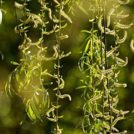 Golden Weeping Willow Tree | Salix 'Chrysocoma' Ornamental Trees