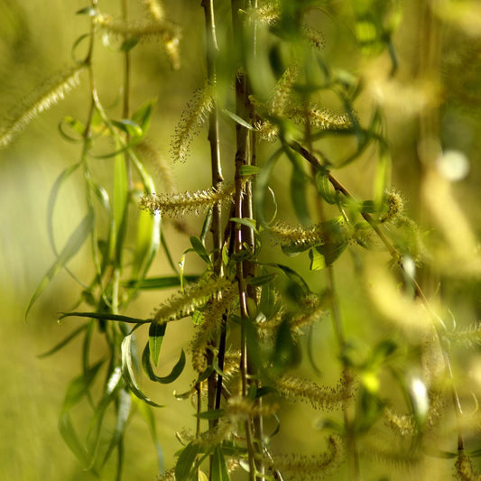 Golden Weeping Willow Hedging | Salix 'Chrysocoma' Shrubs