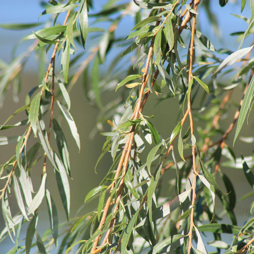 Golden Weeping Willow Tree | Salix 'Chrysocoma' Ornamental Trees