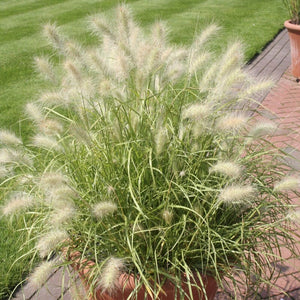 Pennisetum villosum Perennial Bedding