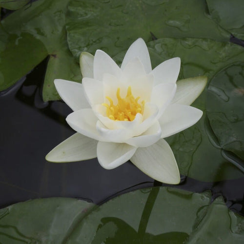 Large White Water Lily | Nymphaea 'Virginalis' Pond Plants
