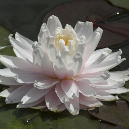 Water Lily 'Gloire du Temple sur Lot' | Nymphaea | 3L Pot Pond Plants