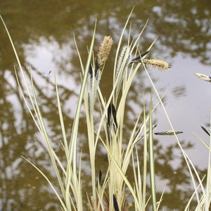 Cyperus Sedge | Carex pseudocyperus Pond Plants