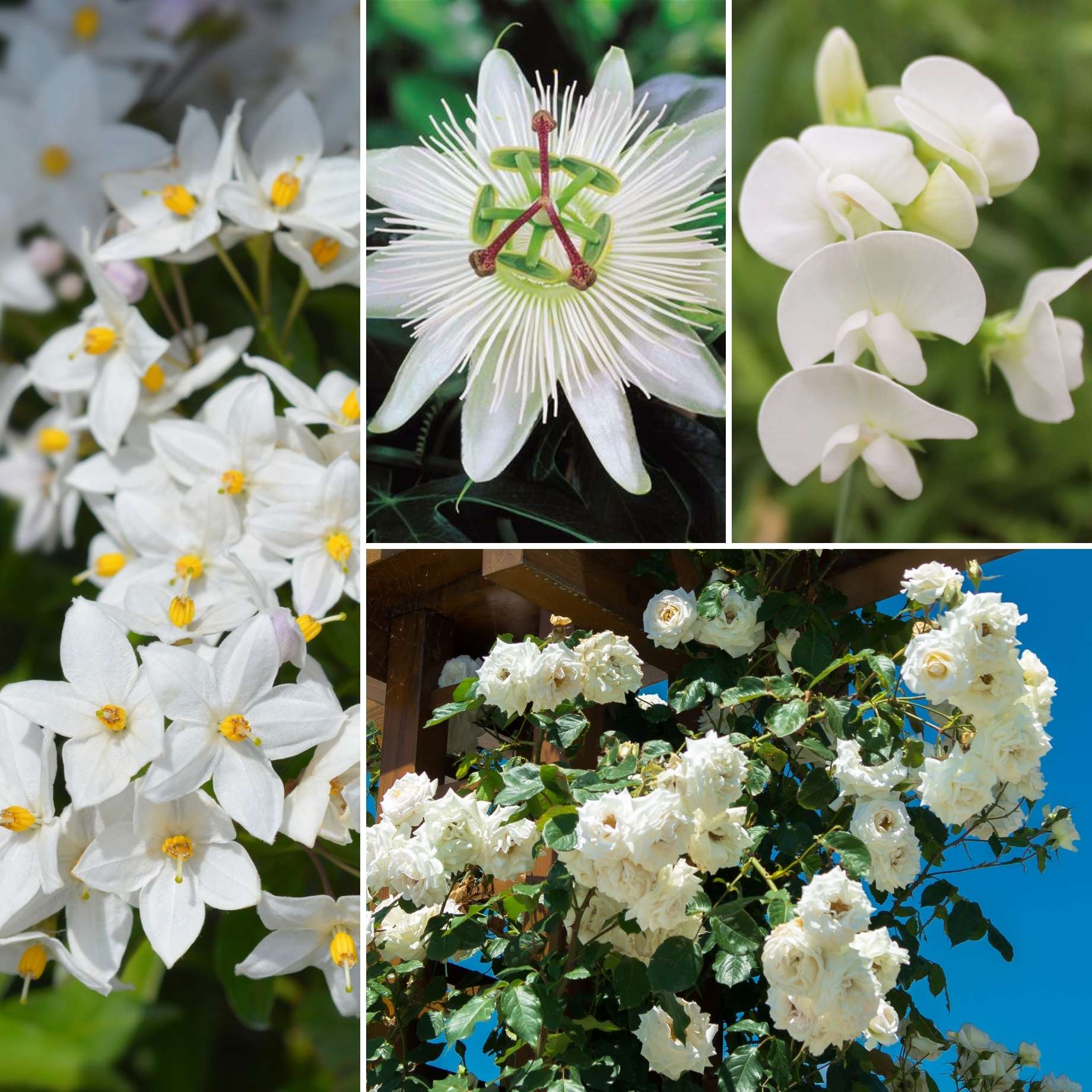8+ Inside Climbing Plants White Garden Climbing Plants Collection – Roots Plants