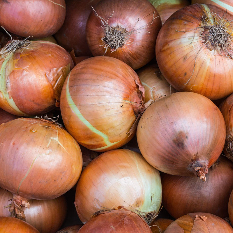 White Onion Plants Vegetables