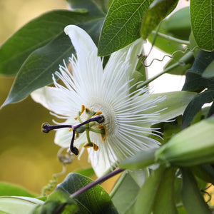 White Passion Flower | Passiflora 'Snow Queen' Climbing Plants