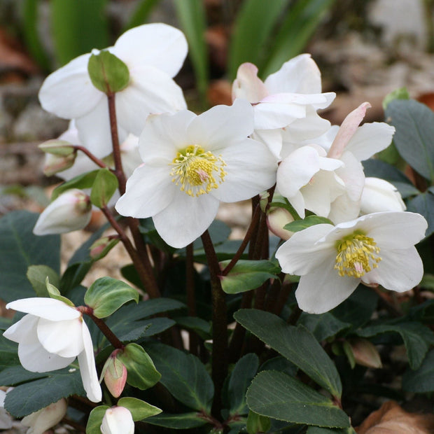 'White' Snow Rose | 'Ice N' Roses®' Series | Hellebore Gold Collection® Perennial Bedding