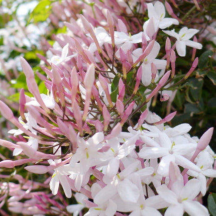 White Jasmine | Jasmine polyanthum Climbing Plants