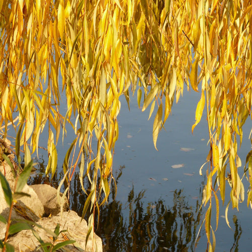 Golden Weeping Willow Tree | Salix 'Chrysocoma' Ornamental Trees