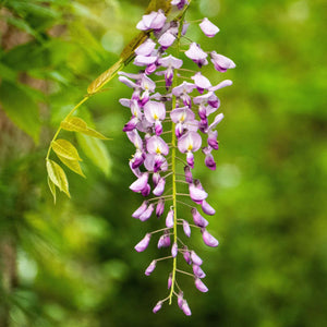 Pink Japanese Wisteria | Wisteria floribunda 'Rosea' Climbing Plants