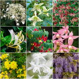 Year-Round Flowering Climbers Collection Climbing Plants