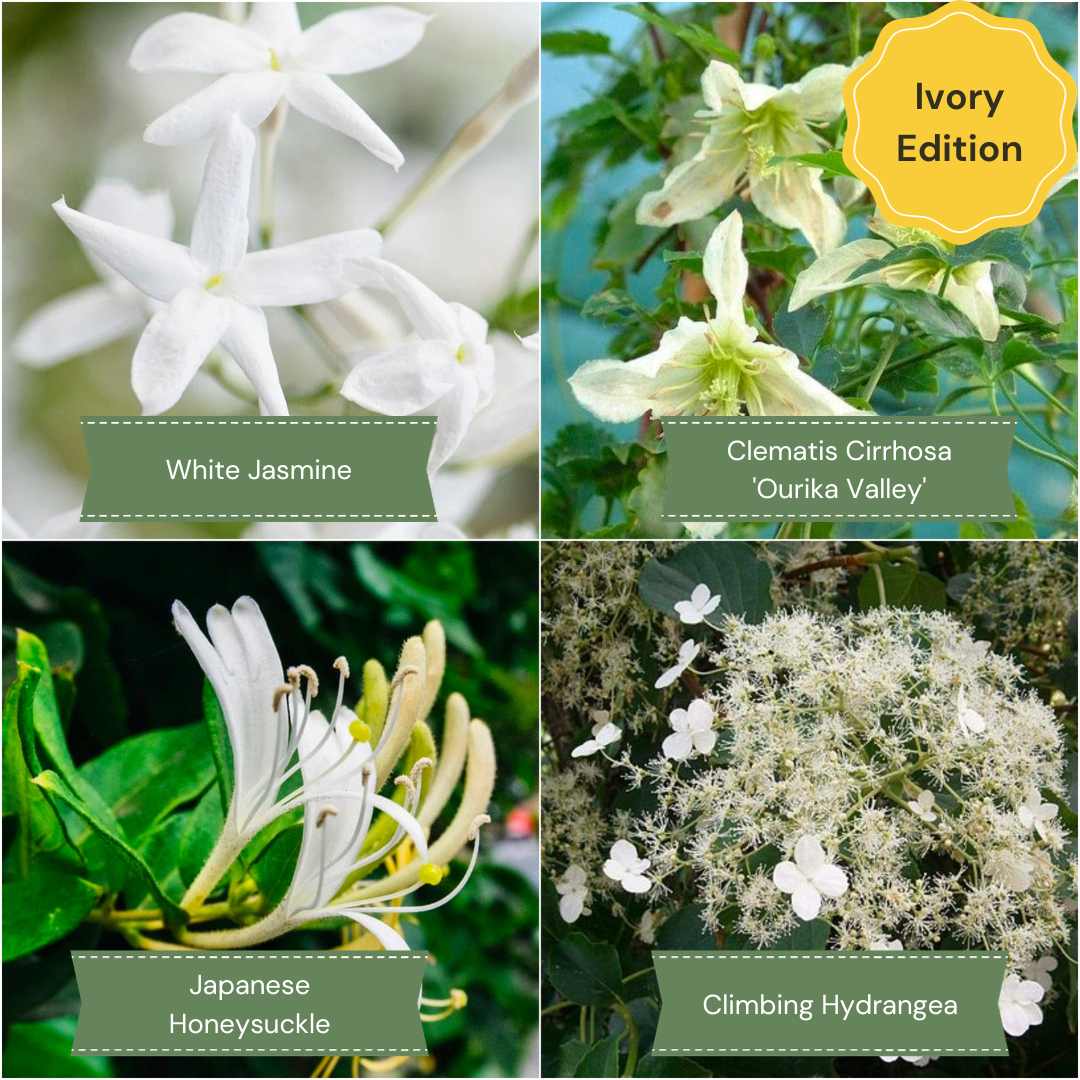 YearRound Flowering Climbers Collection Roots Plants
