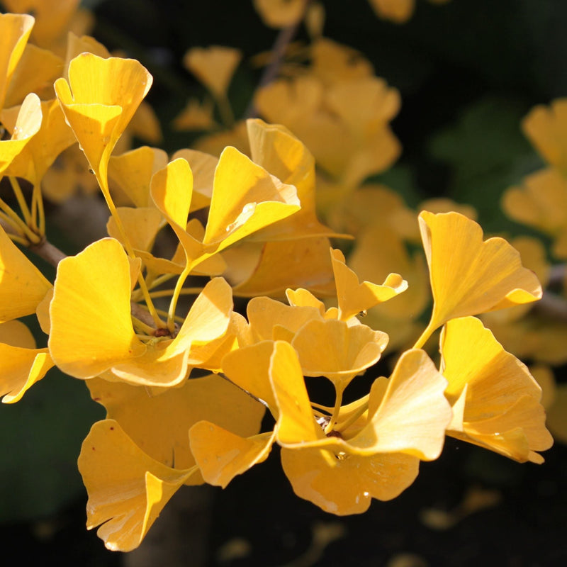 Ginkgo Biloba | Maidenhair Tree Ornamental Trees