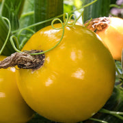 'Summer Ball' Courgette Plants Vegetables