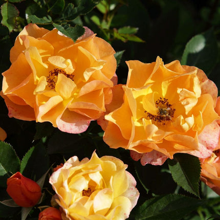 Palace Fleur' Patio Shrub Rose Shrubs