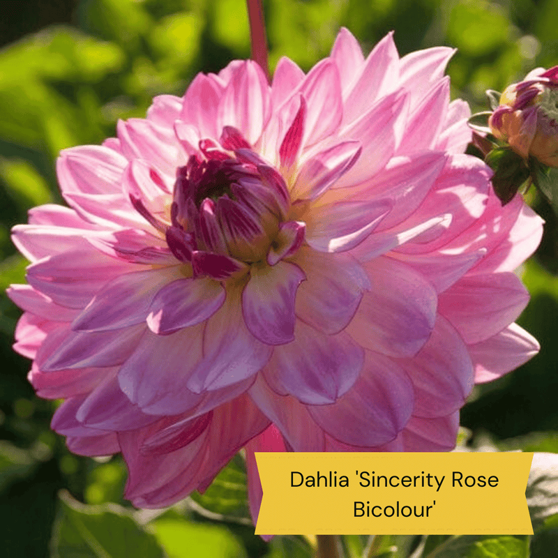 Sun Loving Perennials | Best Plants for Full Sun Perennial Bedding