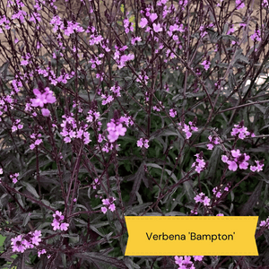 Grow a Great British Wildflower Meadow Perennial Bedding