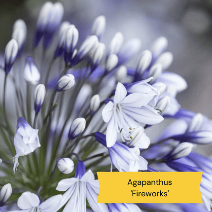 Best Tall Flowers | Perennials for Colour and Height Perennial Bedding