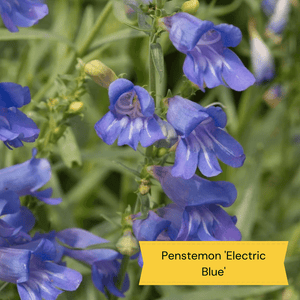 Plants for Butterflies and Bees | Perfect for Pollinators Perennial Bedding