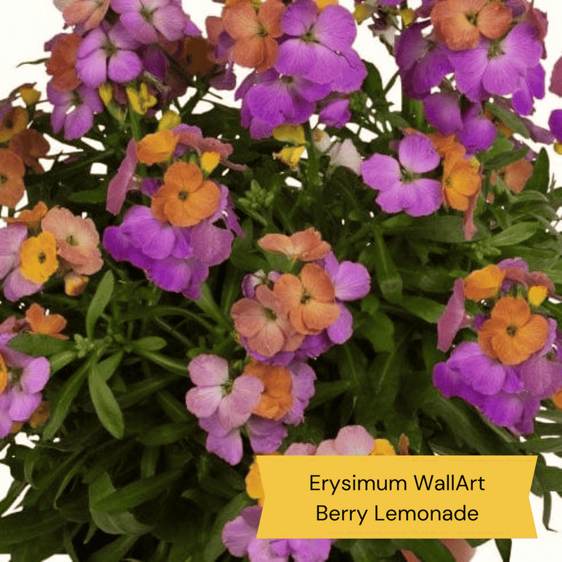 Best Plants for Pots | Perennials for Container Gardens Perennial Bedding