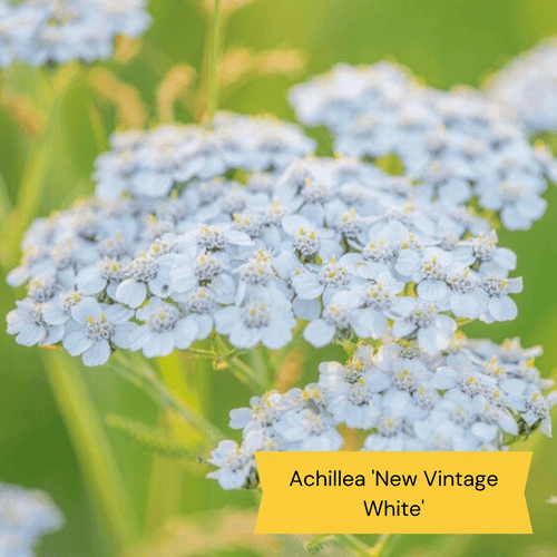 Sun Loving Perennials | Best Plants for Full Sun Perennial Bedding