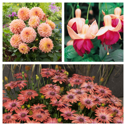 12 Best Annuals for Flower Beds | Soft Shades | Jumbo Plug Plants Annual Bedding