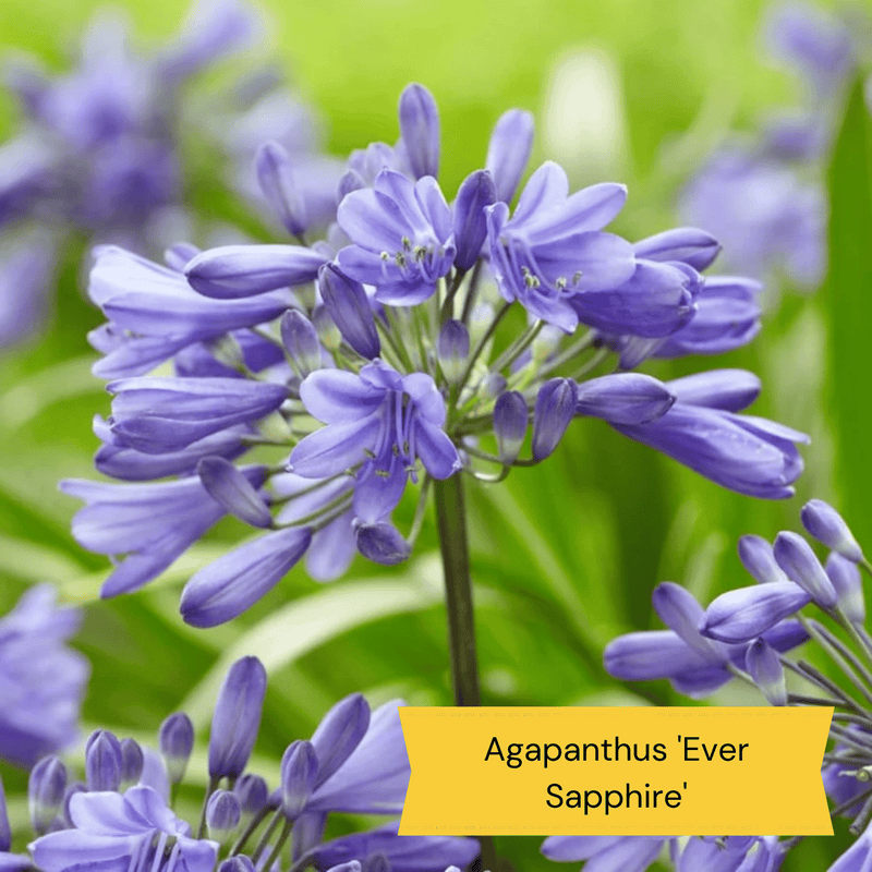 Sun Loving Perennials | Best Plants for Full Sun Perennial Bedding