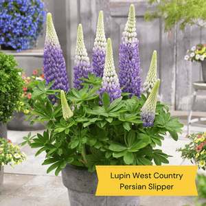West Country Lupin Collection Perennial Bedding