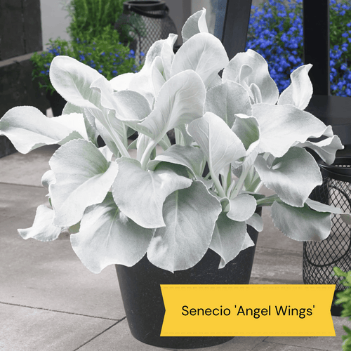 Sensory Garden Plants | Tactile, Bright & Fragrant Perennial Bedding