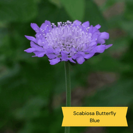 Grow a Great British Wildflower Meadow Perennial Bedding