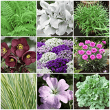 All Year Round Plants | The best hardy perennials Perennial Bedding