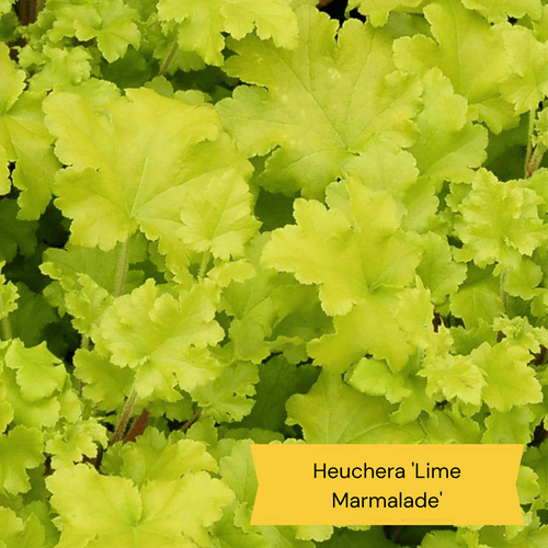 Heuchera Collection Perennial Bedding