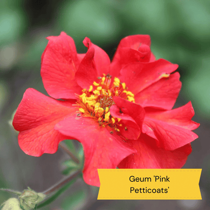 Geum Collection Perennial Bedding