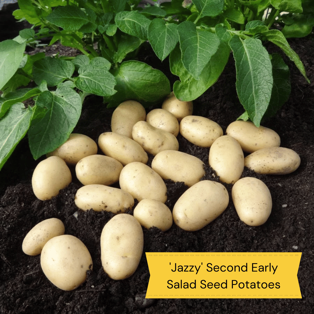 Top Performing Seed Potato Pack Growers' Choice Roots Plants